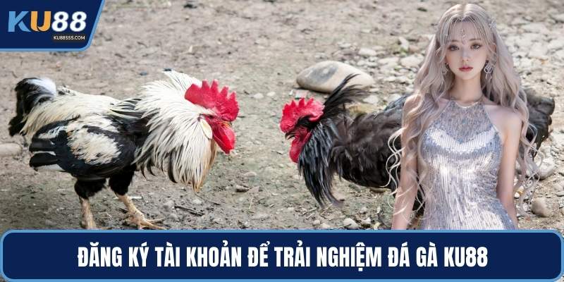 Đăng ký tài khoản để trải nghiệm đá gà KU88